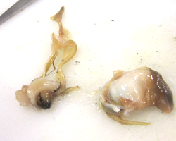 ホッキ貝の足肉と薄膜